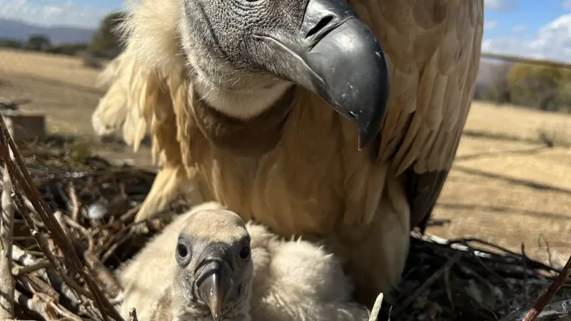 Africa’s vulture relocation project gets green light