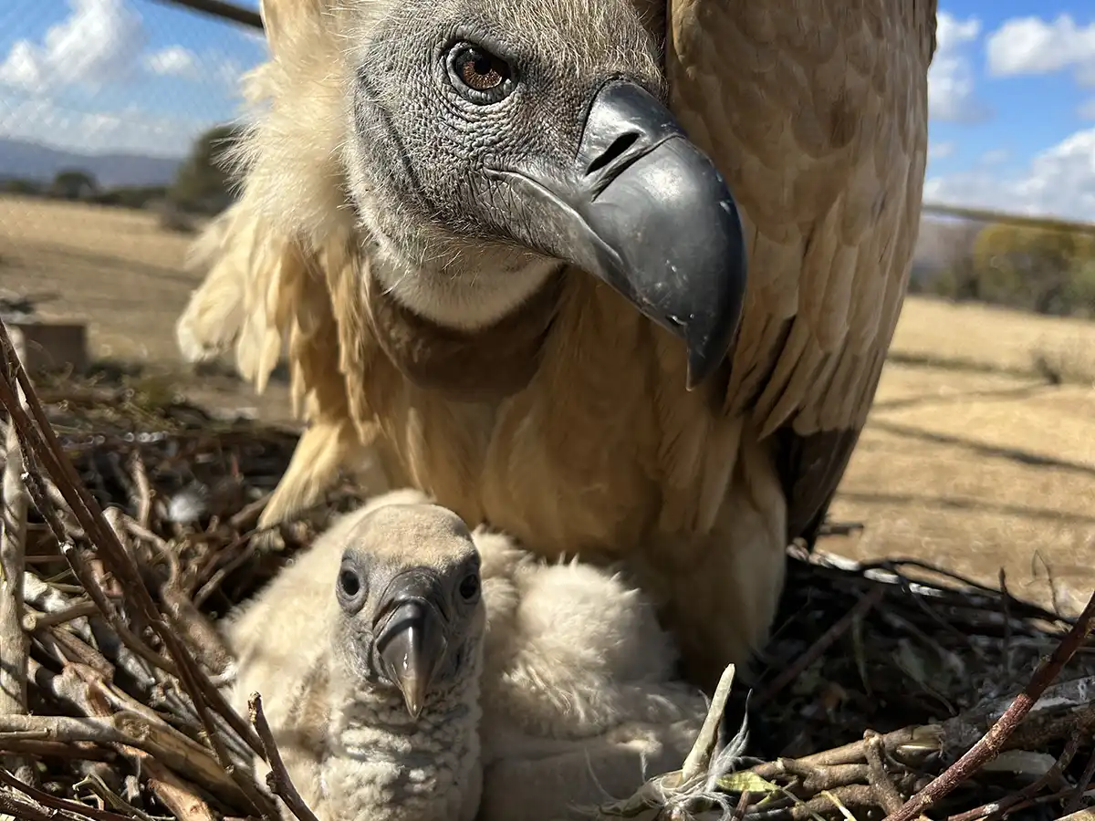 Africa’s vulture relocation project gets green light